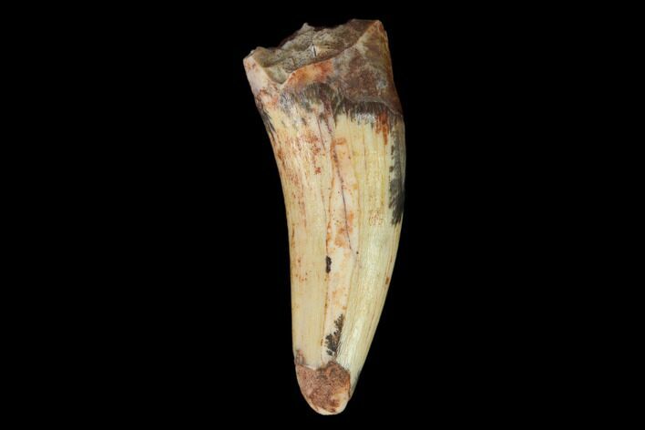 Fossil Phytosaur Tooth - New Mexico #133355